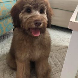 Goldendoodle Puppies from Lake Road Doodles
