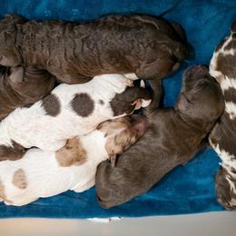 Double Doodle puppies from Edgewater Doodles & Designer Pups
