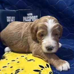 Goldendoodle All Grown Up from Pomegranate Doodles