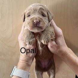Opal - Red female Whoodle puppy in Pima, Arizona from Schmidt's K9s