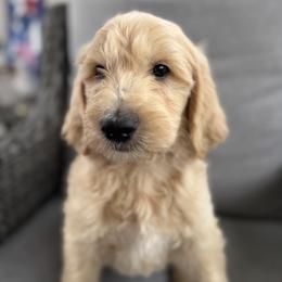 R - Cream male Goldendoodle puppy in Hoschton, Georgia from H&H Goldendoodles of Braselton