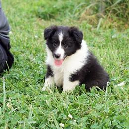 Pomsky, Shetland Sheepdog, and Toy Shetland Sheepdog Puppies from Mountain High Kennels