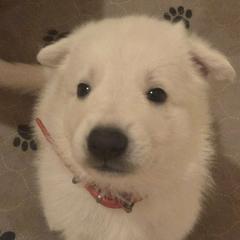 Boy 2 - White male German Shepherd puppy in Tonopah, Nevada from Mercy's White Shepherds