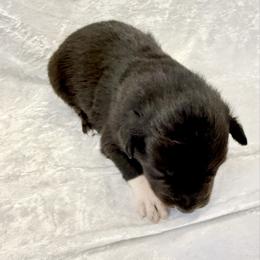 Matt - Black tri-color male Australian Shepherd puppy in Mount Vernon, Texas from RJ's Aussie Posse