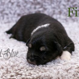Australian Shepherd, Miniature American Shepherd, Miniature Australian Shepherd, and Toy Australian Shepherd Puppies from Painted Blue Aussies