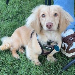 Bandit - Dachshund