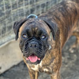 Saffy - Boxer