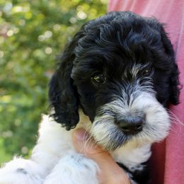 Dot - Black female Labradoodle puppy in Dothan, Alabama from Circle City Labradoodles