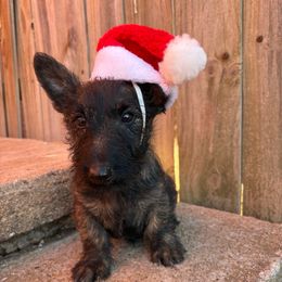 Comet (light green ) - Black brindle male Scottish Terrier puppy in Chattanooga, Oklahoma from Lottie Dottie Scottie’s and Papillons