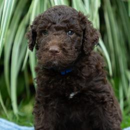 Huckleberry (Huck) - Chocolate male Labradoodle puppy in Stamford, Connecticut from Doodles of CT