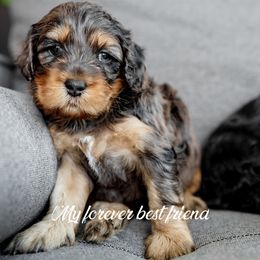 Cockapoo and Goldendoodle Puppies from My Forever Best Friend