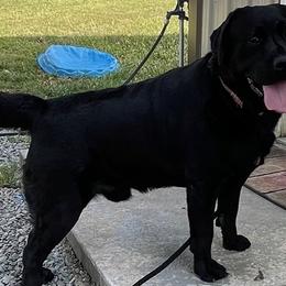 Sullivan - Labrador Retriever
