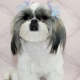 Shih Tzu All Grown Up from Miry’s Kennels