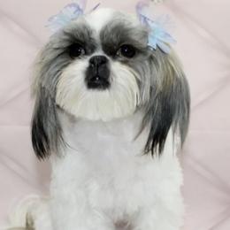 Shih Tzu All Grown Up from Miry’s Kennels