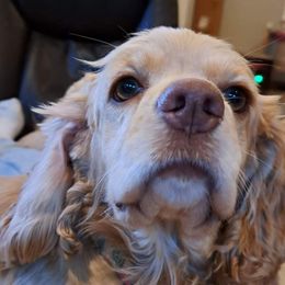 Vivvie - Cocker Spaniel