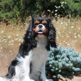 Perdy - Cavalier King Charles Spaniel