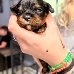 Dawson - Black and tan male Cavalier King Charles Spaniel puppy in Spring Hill, Florida from Wonderland Cavaliers