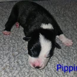 Pippin - Black and white male Border Collie puppy in Gaffney, South Carolina from On the Lamb