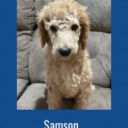 Samson AKC - Red  male Poodle puppy in Harrisburg, Arkansas from Ransone’s Ridge Runners Poodles and Doodles