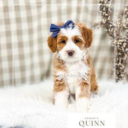 Q u i n n - Red female Bernedoodle puppy in Cedar City, Utah from Cedar Doodles- Home of the Teddybear Goldendoodle