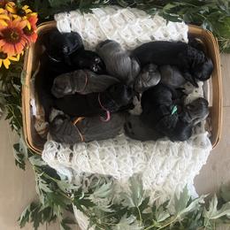 Dilute Retriever and Labrador Retriever Puppies from Lynn Valley Labradors