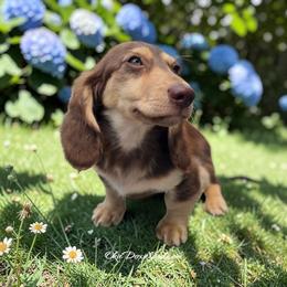 Marcus - Chocolate and cream male Dachshund puppy in Oklahoma City, Oklahoma from OkieDoxieland Dachshunds