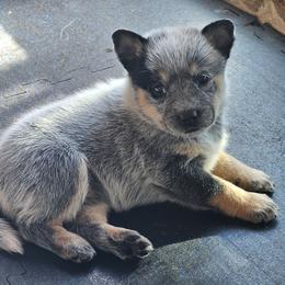 Diamond - Blue speckled female Australian Cattle Dog puppy in Cora, Wyoming from Lyla Hinman's Australian Cattle Dogs