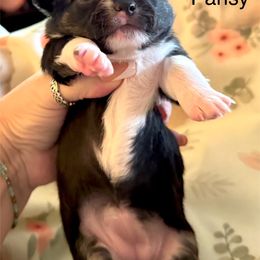 Pansy - Black and white female Chihuahua puppy in South Charleston, Ohio from Fine Whines & Lickers