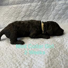 Mint Collar Girl - Black female Poodle puppy in Shattuck, Oklahoma from Rock Creek Royal Poodles