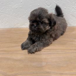 Misty - Lilac female Shih Tzu puppy in Porterville, California from Moore Shih Tzus