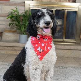 Oreo - Goldendoodle