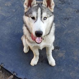 Siberian Husky Puppies from KPM Siberians