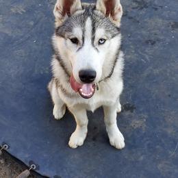 Siberian Husky Puppies from KPM Siberians