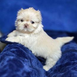 Athos - White male Shih Tzu puppy in Lancaster, Ohio from Wandering Tzu