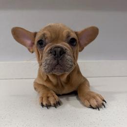 Marty 2.0 - Cream male French Bulldog puppy in Livermore, California from Spoiled Frenchies