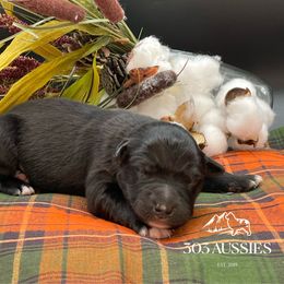 BBM - Black & white male Australian Shepherd puppy in Thornton, Colorado from 303 Aussies