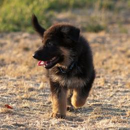 German Shepherd Puppies from vom Gannett