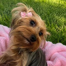 Lavender - Blue and gold female Yorkshire Terrier puppy in Orlando, Florida from Everyonelovesyorkies