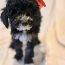 Coral - Black and white female Cockapoo puppy in Saint Louis, Missouri from Jax Doodles