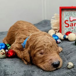 Sneezy - Red  male Poodle puppy in Mongomery, Texas from Celestial Jewels Poodles