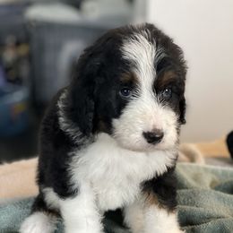 Aussiedoodle and Bernedoodle Puppies from North 40 Doodles