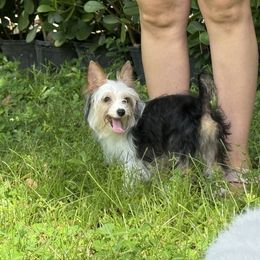 Kolya - Parti male Yorkshire Terrier puppy in Naples, Florida from Puppies Forever 💙❤️🐶