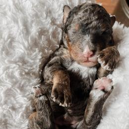 Benjamin - Merle male Bernedoodle puppy in Cherryville, North Carolina from Mercy Doodles