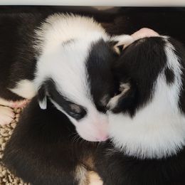 Pembroke Welsh Corgi Puppies from Montana Corgi Corral