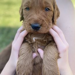 Goldendoodle Puppies from Bows & Ties Doodles