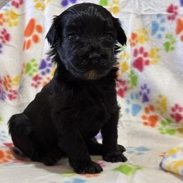Roberta - Black phantom female Aussiedoodle puppy in Oklahoma City, Oklahoma from Foneb Farm - The F1B Farm