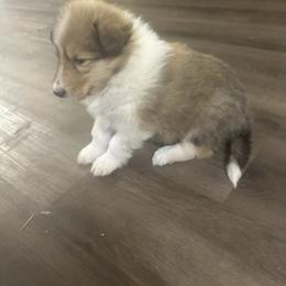 Fletcher - Sable and white male Collie puppy in Abilene, Texas from Regal Lassie's