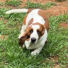 Usher - Mahogany and white Basset Hound puppy in Cleveland, Tennessee from Smokey Mtn Bassets