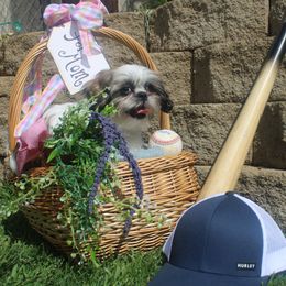 Shih Tzu Puppies from Chibisue Shih Tzus