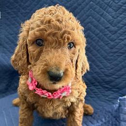 Shania Twain - Red  female Goldendoodle puppy in Camden, North Carolina from Oopsie Doodles of NC